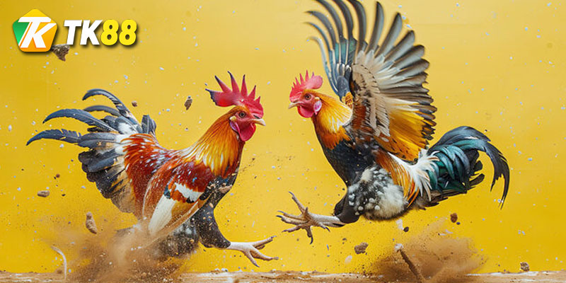 Giới thiệu hình thức Đá gà Thomo cho người mới 1 Đá gà thomo tại tk88 là gì