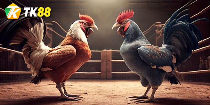 Giới thiệu hình thức Đá gà Thomo cho người mới 2 ưu điểm khi chơi cá cược đá gà tại tk88